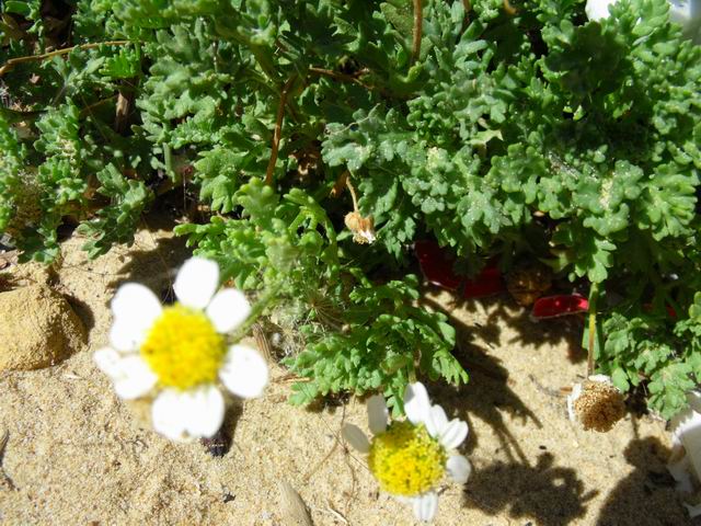 Anthemis secundiramea / Camomilla di Pantelleria